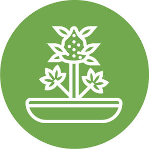 Sensations Cannabis Flowers